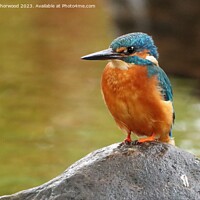 Buy canvas prints of Male Kingfisher perched  by Liann Whorwood