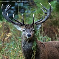 Buy canvas prints of Red Deer Stag  by Liann Whorwood