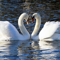 Buy canvas prints of Pair of Swans by Liann Whorwood