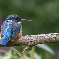 Buy canvas prints of Kingfisher on a branch by Liann Whorwood