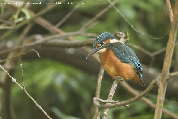 Male juvenile Kingfisher on a branch Picture Board by Liann Whorwood