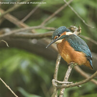 Buy canvas prints of Male juvenile Kingfisher on a branch by Liann Whorwood