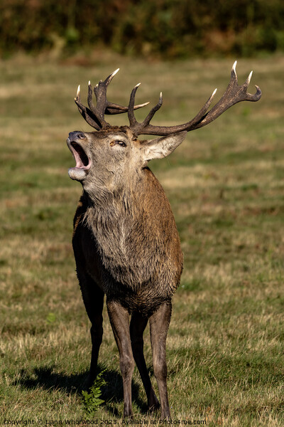 Bellowing Red Deer Stag Picture Board by Liann Whorwood