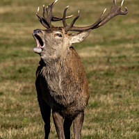 Buy canvas prints of Bellowing Red Deer Stag by Liann Whorwood