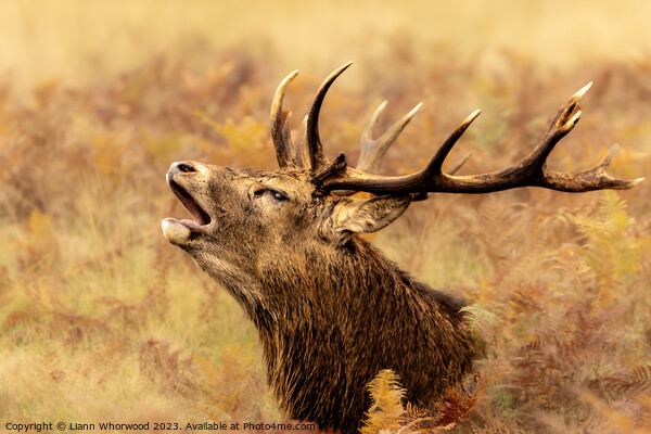Majestic Red Deer Stag bellowing in the Autumn  Picture Board by Liann Whorwood