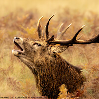 Buy canvas prints of Majestic Red Deer Stag bellowing in the Autumn  by Liann Whorwood