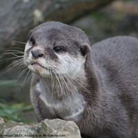 Buy canvas prints of A close up of a European Otter by Liann Whorwood