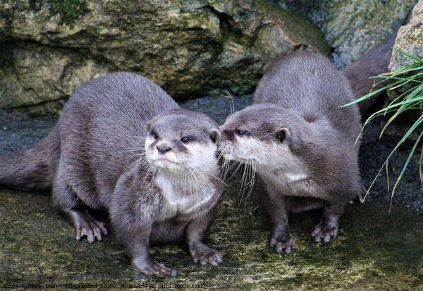 Pair of otters  Picture Board by Liann Whorwood