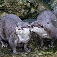 Buy canvas prints of Pair of otters  by Liann Whorwood