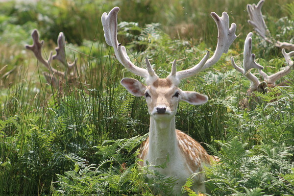 A fallow deer lying in the grass Picture Board by Liann Whorwood