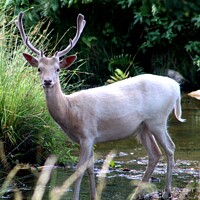 Buy canvas prints of Stag Deer in the stream by Liann Whorwood
