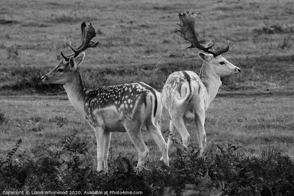 Two fallow deer back to back  Picture Board by Liann Whorwood