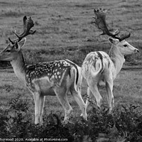 Buy canvas prints of Two fallow deer back to back  by Liann Whorwood