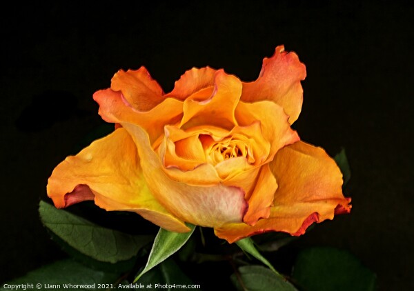 Orange Rose Picture Board by Liann Whorwood