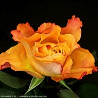Buy canvas prints of Orange Rose by Liann Whorwood