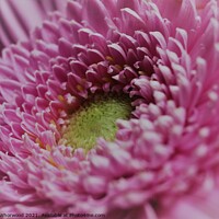 Buy canvas prints of Pink Daisy  by Liann Whorwood
