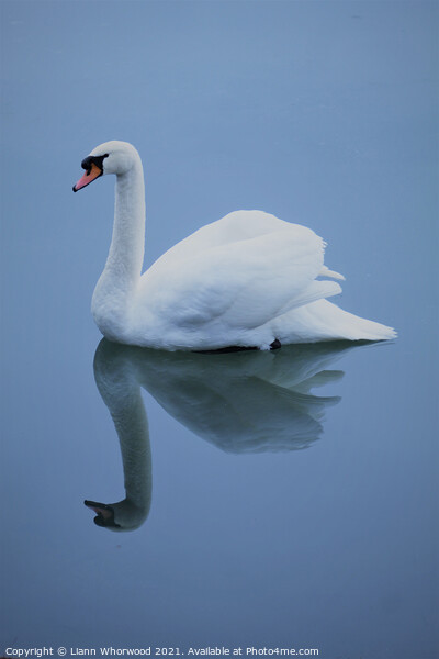 Blue swan reflection Picture Board by Liann Whorwood