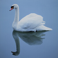 Buy canvas prints of Blue swan reflection by Liann Whorwood