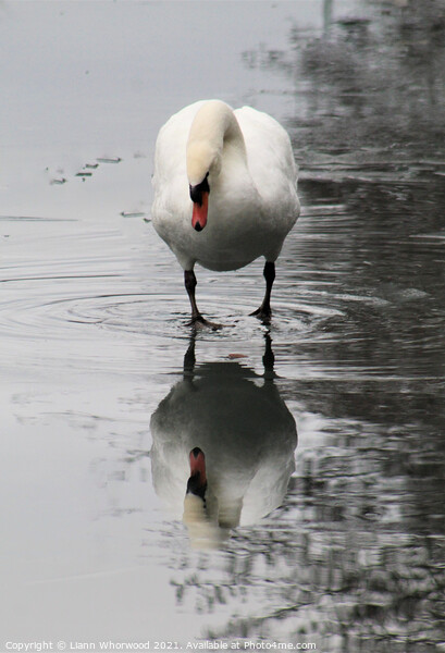 Swan Reflection Picture Board by Liann Whorwood