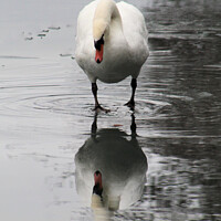 Buy canvas prints of Swan Reflection by Liann Whorwood