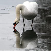 Buy canvas prints of Swan in winter by Liann Whorwood