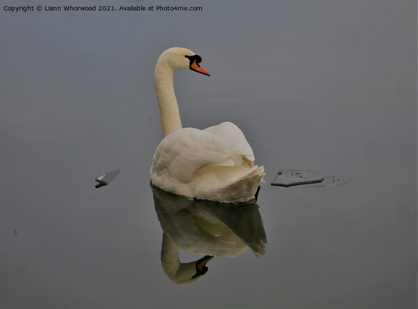 Swan gliding Picture Board by Liann Whorwood