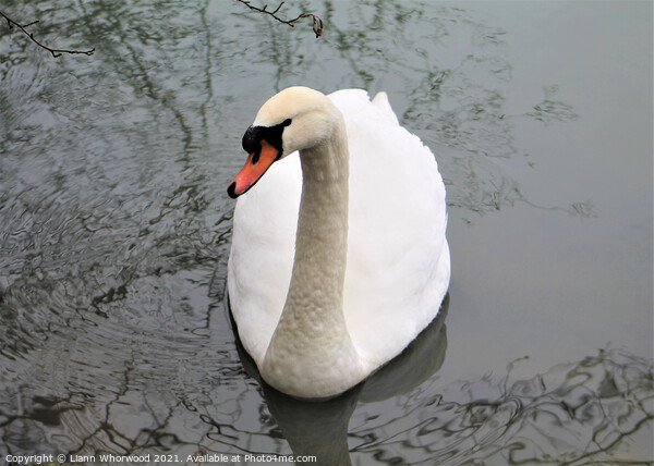 Swan with tree reflections Picture Board by Liann Whorwood