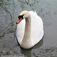 Buy canvas prints of Swan with tree reflections by Liann Whorwood