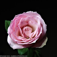Buy canvas prints of Pink Rose flower black background  by Liann Whorwood