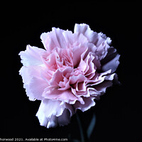 Buy canvas prints of Pink Carnation Flower by Liann Whorwood