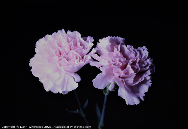 Pink Carnations Picture Board by Liann Whorwood