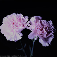 Buy canvas prints of Pink Carnations by Liann Whorwood