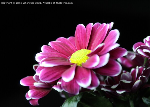 Daisy pink flower Picture Board by Liann Whorwood