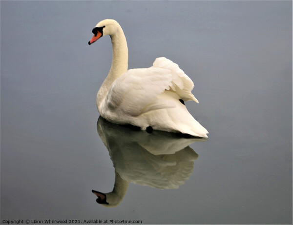 A swan on the water with the reflection Picture Board by Liann Whorwood