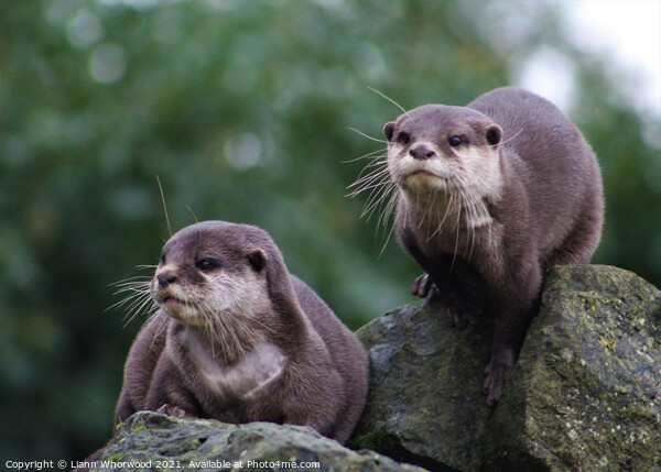 Otters on the look out Picture Board by Liann Whorwood