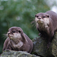 Buy canvas prints of Otters on the look out by Liann Whorwood