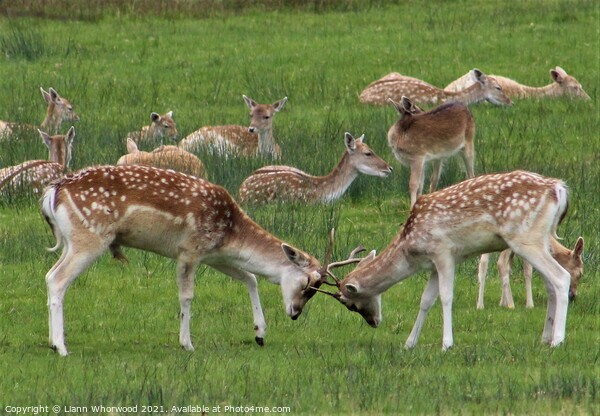 A herd of fallow deer  Picture Board by Liann Whorwood