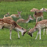 Buy canvas prints of A herd of fallow deer  by Liann Whorwood