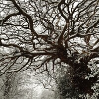 Buy canvas prints of Snow covered trees  by Liann Whorwood