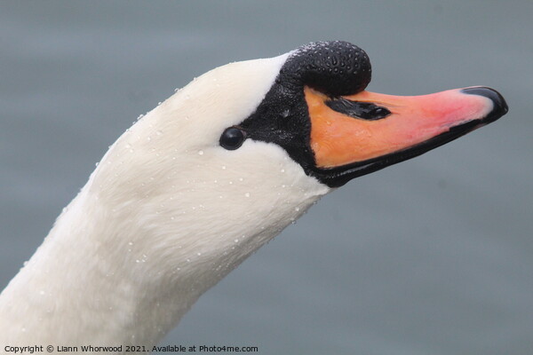 Close up of a Swans head Picture Board by Liann Whorwood