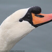 Buy canvas prints of Close up of a Swans head by Liann Whorwood