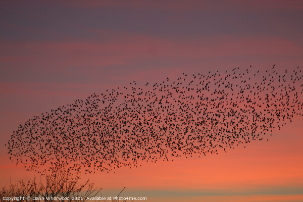 Flock of Starlings Murmuration Picture Board by Liann Whorwood