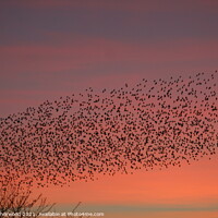 Buy canvas prints of Flock of Starlings Murmuration by Liann Whorwood