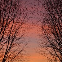 Buy canvas prints of Through the trees sunset  by Liann Whorwood