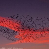 Buy canvas prints of Sunset Murmuration of Starlings  by Liann Whorwood