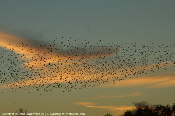 Murmuration Starlings  Picture Board by Liann Whorwood