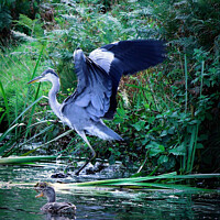 Buy canvas prints of Heron landing in a river by Liann Whorwood