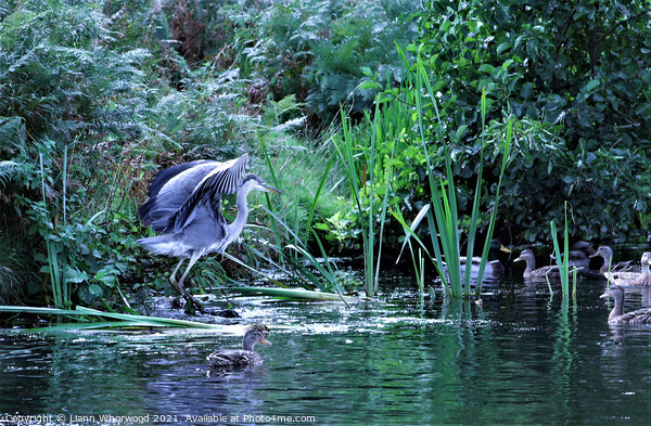Heron on the river Picture Board by Liann Whorwood