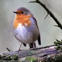 Buy canvas prints of Robin  by Liann Whorwood