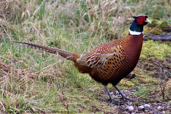 Pheasant in the grass Picture Board by Liann Whorwood